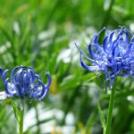 Un ramo di artiglio del diavolo, pianta medicinale per il sollievo dall'artrosi e infiammazione.