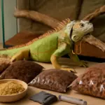 Qual è il miglior substrato per le iguane in terrario? I prodotti che facilitano la manutenzione